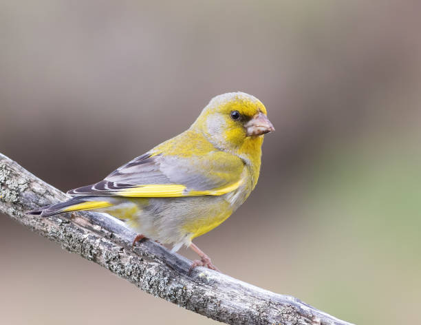 verdor, chloris chloris. un pájaro se sienta en una rama y mira a lo lejos - green finch fotografías e imágenes de stock