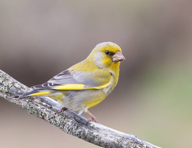 European Greenfinch, Chloris chloris. A bird sits on a branch and looks into the distance European Greenfinch, Chloris chloris. A bird sits on a branch and looks into the distance green finch stock pictures, royalty-free photos & images