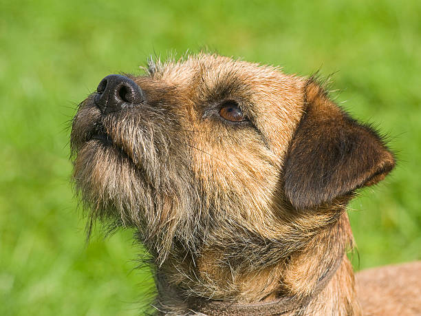 Border Terrier Portrait Close-up of a Border Terrier dao border terrier stock pictures, royalty-free photos & images