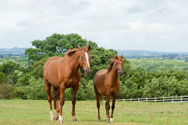 istock Two chestnut horses in field together 146913085