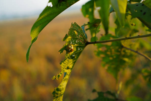 objects in the paddy fields