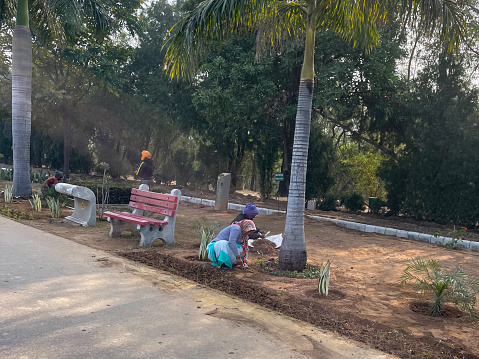 Chandigarh, India - January, 5 2023: Stock photo showing a group of Indian women gardening in public park. Manual labour like gardening is often carried out by women as they are a cheap form of labour.