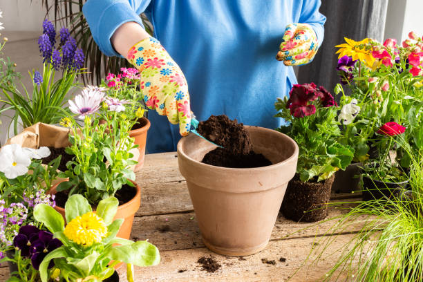 istock Woman transplanting a flower geranium 1469131908