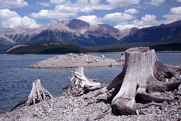 istock Driftwood on Upper Kananaskis Lake 146913232
