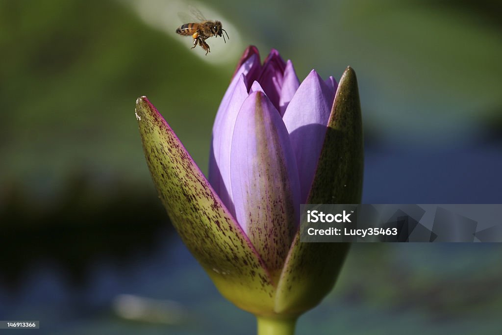 Miel abeille et de lavande Nénuphar - Photo de Abeille libre de droits
