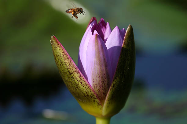 Honey Bee and Lavender Water Lily stock photo