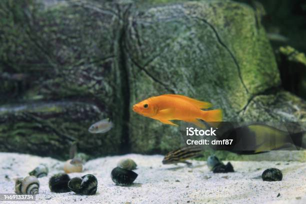 Lemon Cichlid Tropheus Moorii Ikola Fish Swimming In Aquarium Neolamprologus Leleupi Orange Yellow Black Tropheus Sp Ikola In Fishtank Stock Photo - Download Image Now