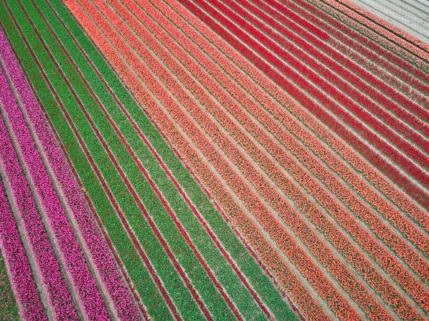 istock Aerial drone view of blooming tulip fields in Netherlands 1469134581