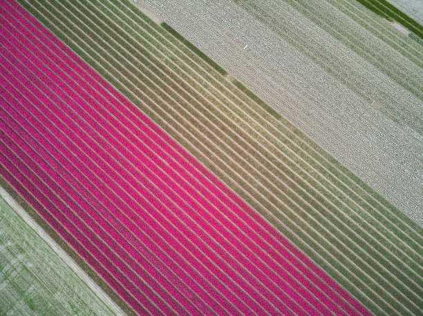 istock Aerial drone view of blooming tulip fields in Netherlands 1469134625