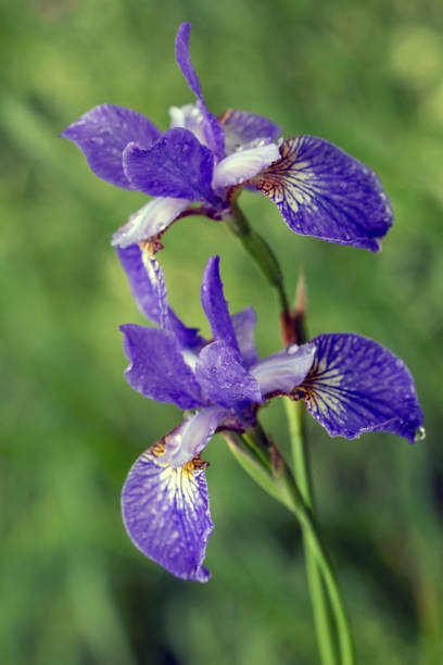 istock Bright iris flowers on a natural background. Floriculture, perennials, landscape design. 1469134985