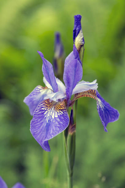 istock Bright iris flowers on a natural background. Floriculture, perennials, landscape design. 1469135014