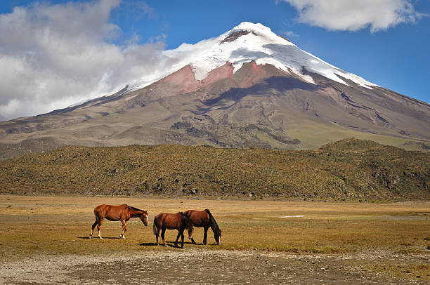 istock Mountain scene with horses in Ecuador 146913534