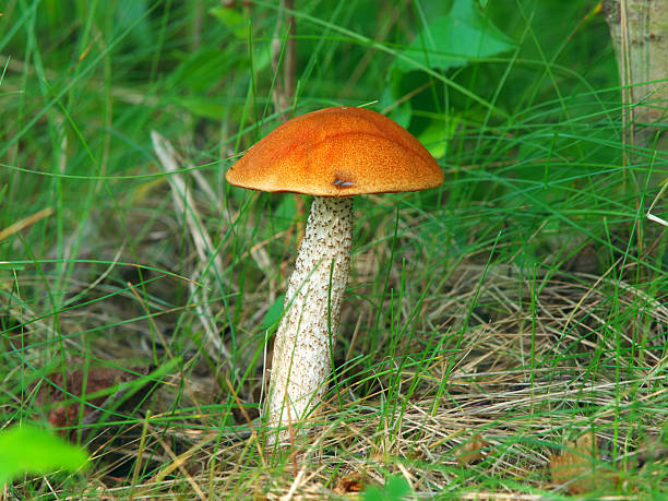 Cтоковое фото Манитоба с красной гриб