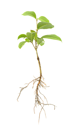 Seedling including roots isolated on white