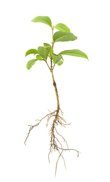 A small green leaved sapling and its roots Seedling including roots isolated on white creation stock pictures, royalty-free photos & images