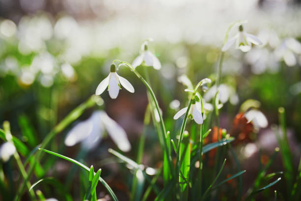 Schöne weiße Schneeglöckchenblumen blühen im Freien – Foto