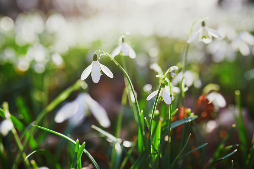 Beautiful white snowdrop flowers blossoming outdoors. First flowers of spring