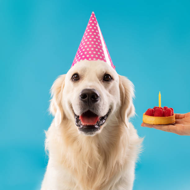 istock Owner greeting cute dog in party hat with cake 1469136552