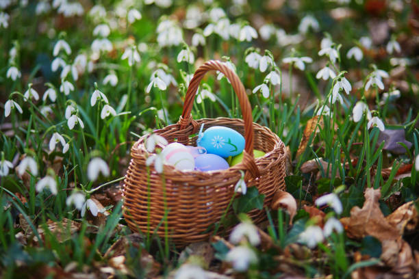 Colorful Easter eggs hidden in grass with beautiful snowdrop flowers stock photo