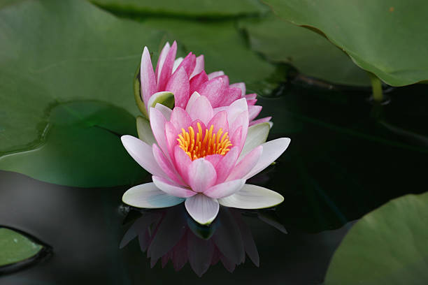 Pink Water Lily stock photo