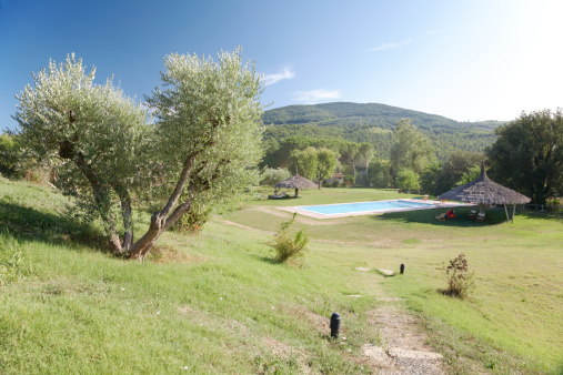 The garden and the swimming-pool of a luxury country house in the famous tuscan hills, Italy. In foreground an olive tree.