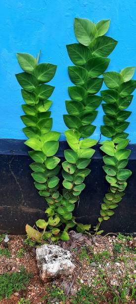 istock Flower beside the wall 1469138784