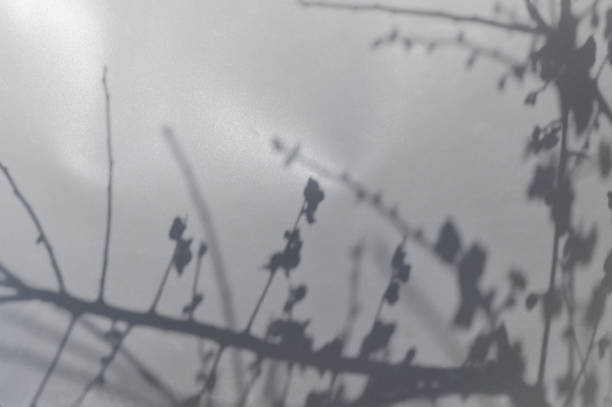 istock Shadow of Plum Blossoms 1469140094