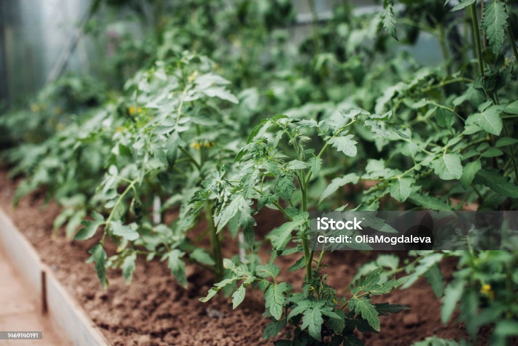 Tomato plant seedlings growing in soil in greenhouse. Gardening concept and growing food. Tomato plant seedlings growing in soil in greenhouse. Gardening concept and growing food. High quality photo Greenhouse Stock Photo