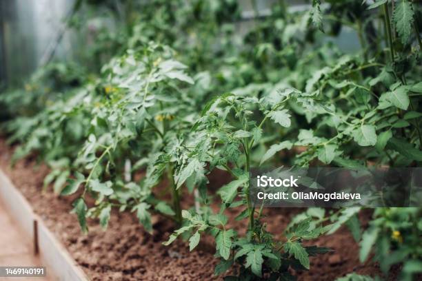 Tomato Plant Seedlings Growing In Soil In Greenhouse Gardening Concept And Growing Food Stock Photo - Download Image Now