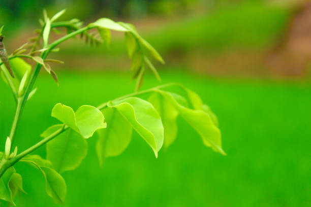 Fresh green tree leaves and nature background. Spring frame. Greenery wallpaper