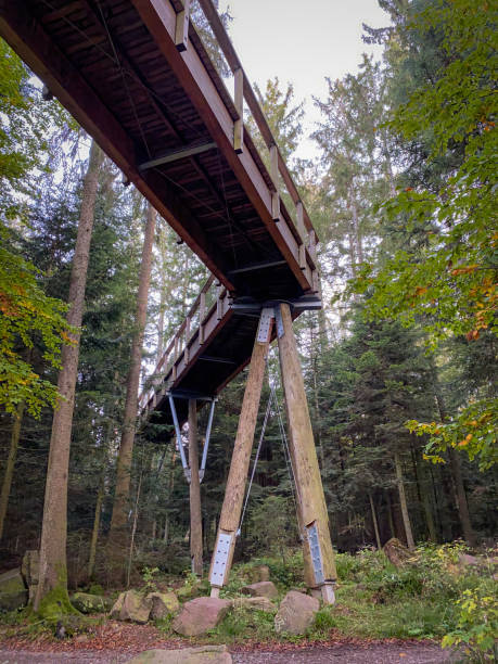 istock Trail of the treetop path called Baumwipfelpfad Schwarzwald, Germany from unterneath 1469140825