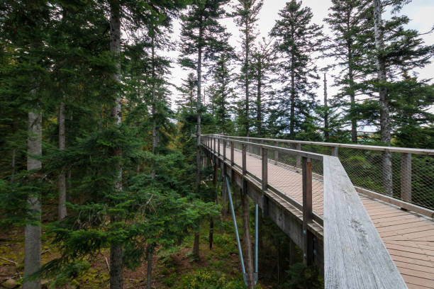 istock Trail of the treetop path called Baumwipfelpfad Schwarzwald, Germany 1469140973