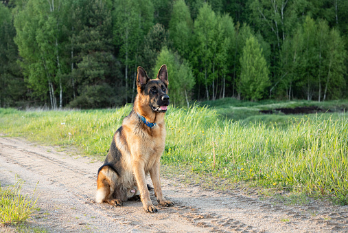 A large beautiful shepherd dog sits in a rack, against the background of a forest and a field.