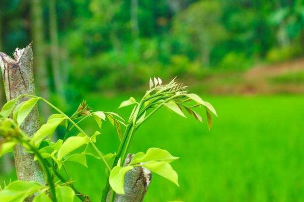 istock Fresh green tree leaves and nature background. Spring frame. Greenery wallpaper 1469141075