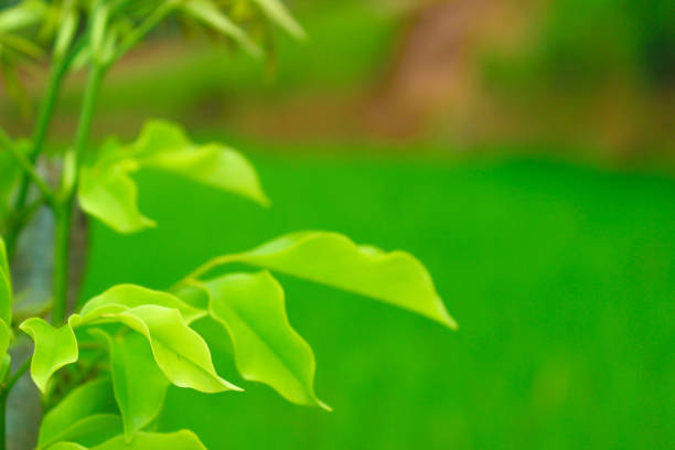 Fresh green tree leaves and nature background. Spring frame. Greenery wallpaper