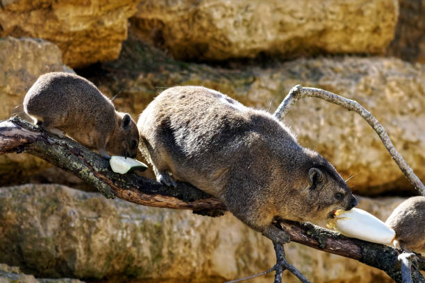Rock hyrax eating vegetable on stone Two rock hyrax (Procavia capensis) also called dassie, Cape hyrax, rock rabbit,  eating vegetable on stone tree hyrax stock pictures, royalty-free photos & images