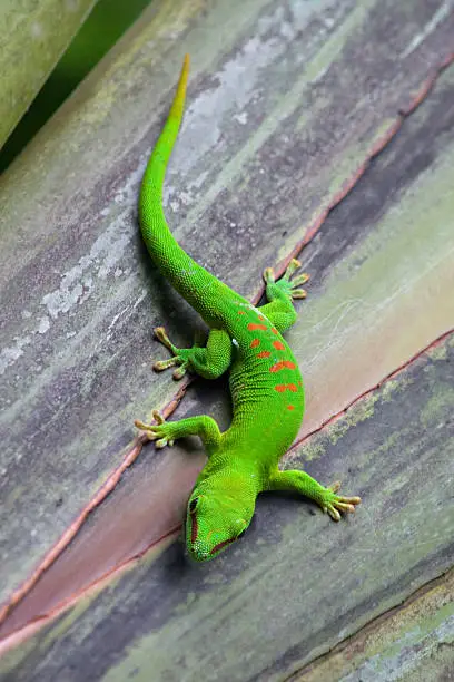 Photo of Bright green Madagascar gecko climbing a tree