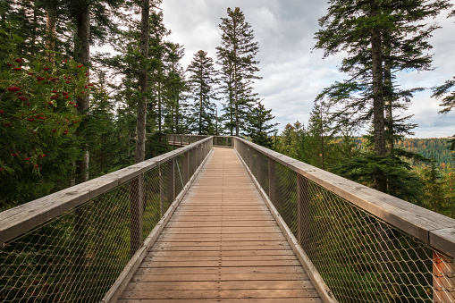 Trail of the treetop path called Baumwipfelpfad Schwarzwald, Germany