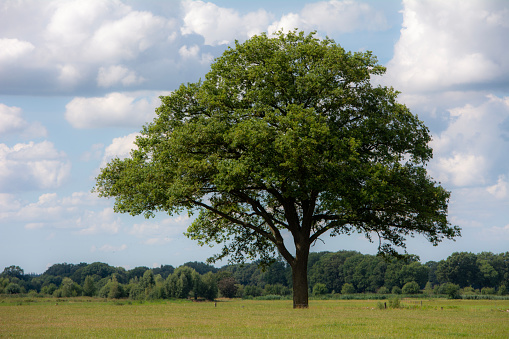 Large single tree with cloudscape on the meadow