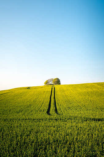 Rapeseed field with a clear blue sky on the Swedish countryside in Scania, Sweden.