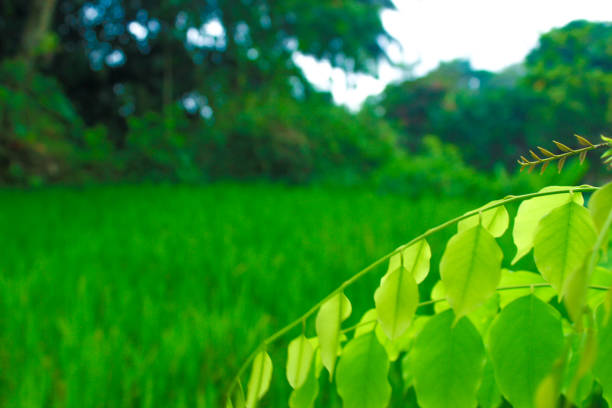 Fresh green tree leaves and nature background. Spring frame. Greenery wallpaper