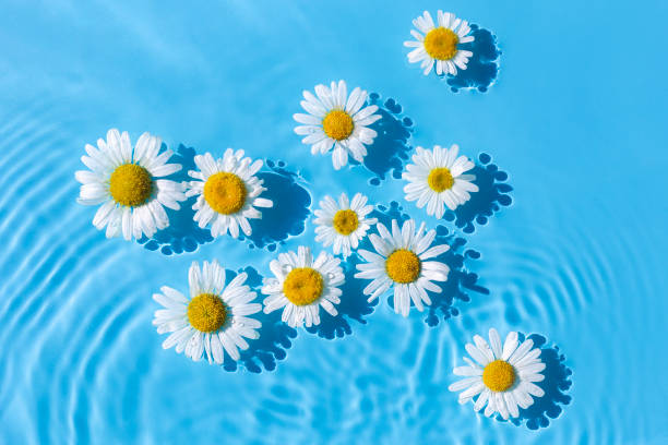 istock Chamomiles on a background of blue water under natural light. Top view, flat lay 1469142774