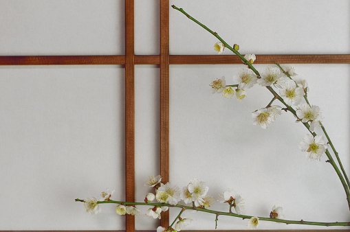 White Plum Blossoms on Shoji Door/Studio Shot