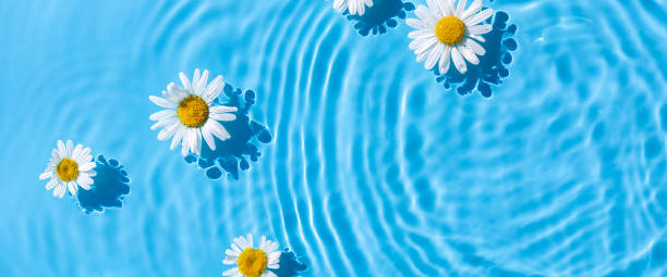 istock Chamomiles on a background of blue water under natural light. Top view, flat lay. Banner 1469143033