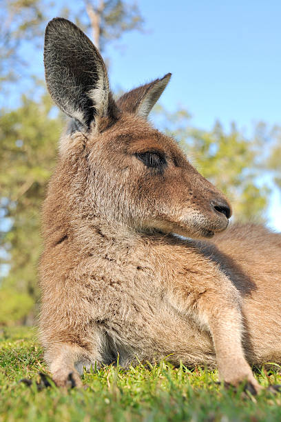 Kangaroo has rest in a reserve stock photo