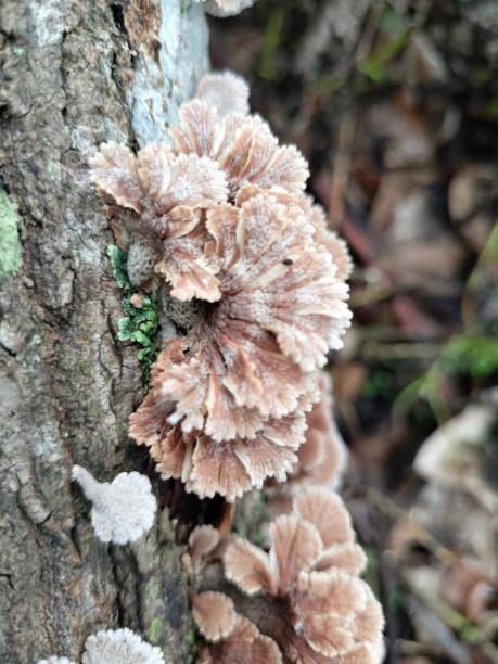 istock A group of mushrooms growing on a log 1469143126