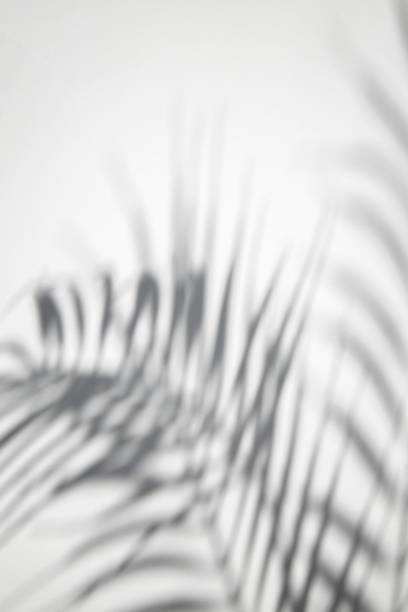 istock Shadow of tropical palm leaves on a white background. Black and white image. 1469143266