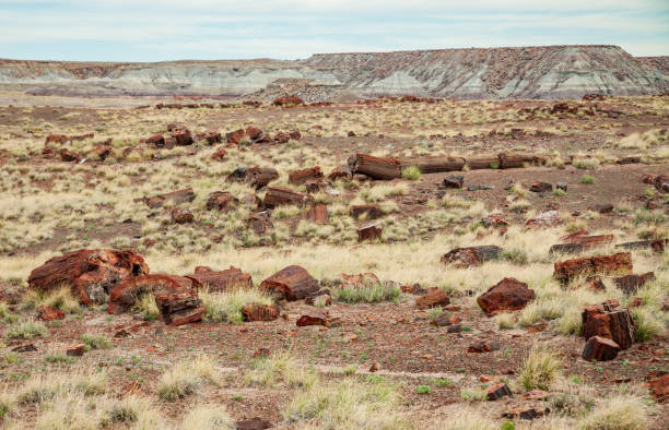 istock Painted Desert and Logs at Petrified Forest National Park 1469143831