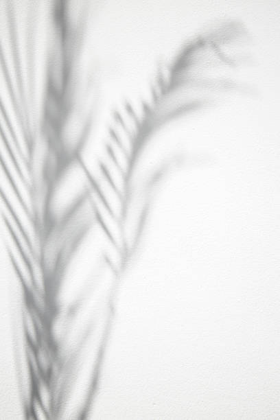 istock Shadow of tropical palm leaves on a white background. Black and white image. 1469143872