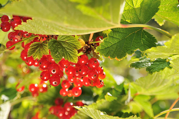 red currant berries stock photo